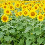 ひまわりの画像