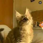 ナナの画像