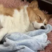 ゆーあんの画像