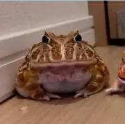 疾風の用珍棒の画像