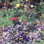 saci［断捨離中］の画像