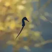 ぴろろんの画像