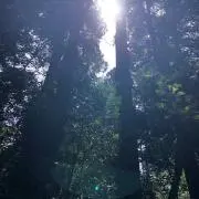 ぽっぷんの画像