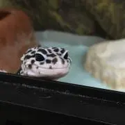 chachaの画像
