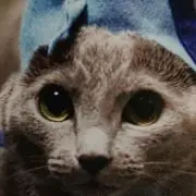 モカにゃんの画像