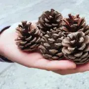 どんぐりのどんぐり