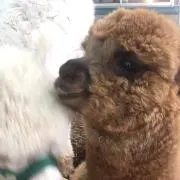 ちゃこたろうの画像