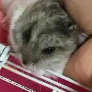 きーぼー