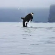 オルカ