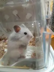 kaoriの画像