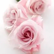 さくら