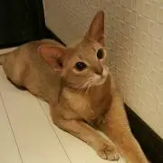 とみぴち