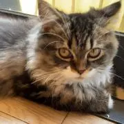 SUIの画像