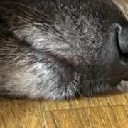 いっぬの画像