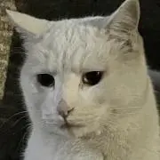 うるもあの画像