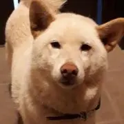 しろくんの画像