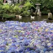 みかんの画像