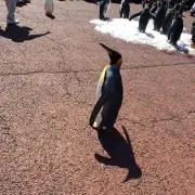 Nの画像