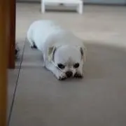 Ｇｏの画像