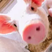 ssの画像