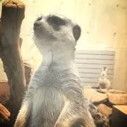 アヒージョの画像