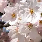 SENの画像