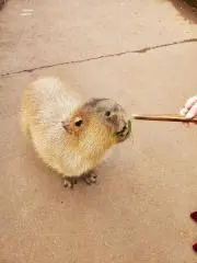 あいの画像