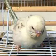 ヤス