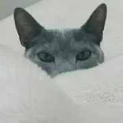 らるにゃんの画像