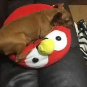 ひなたそ