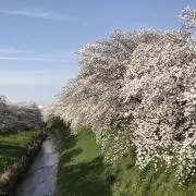 シンシンの画像