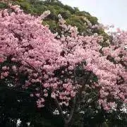 ゆきの画像
