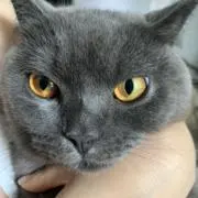 オウの画像