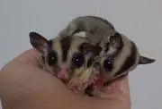 ソラsoraの画像