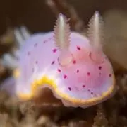 イチゴミルク(プロフ確認の画像