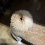 コロたん