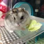 ドロシ丸の画像