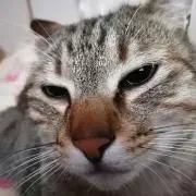タケウマ