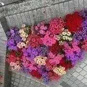 ちーちゃんの画像
