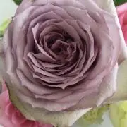 シフォンの画像