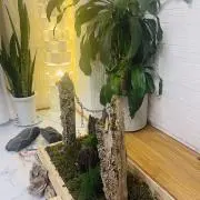 コウの画像