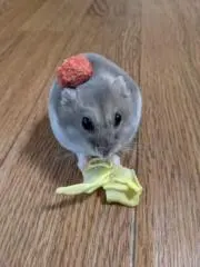 hamusanyoukoの画像