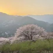 たんぽぽ