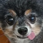 花子まん。
