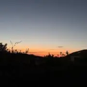 ピラ太の画像