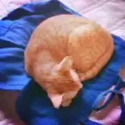 ねりの画像