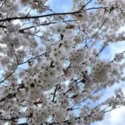 とどの画像