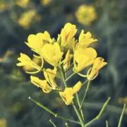 ペッコの画像
