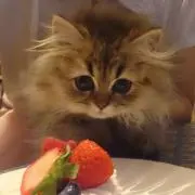 ゆゆ