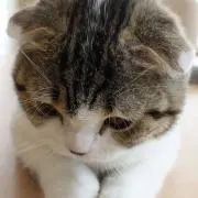おとうふの画像